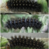 mel ornata larva6 volg